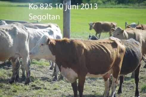 Ko 825 Segoltan
